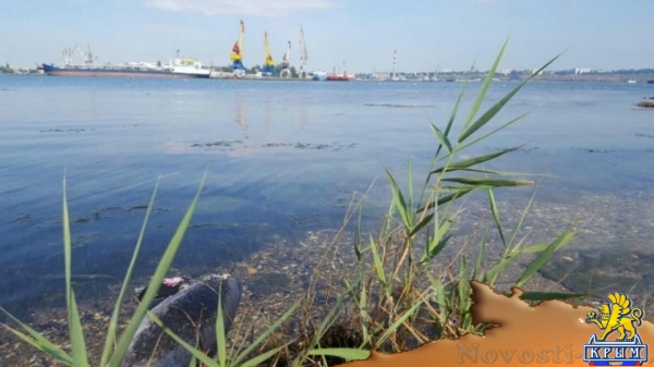 Рядом с керченским горпляжем находят мертвых дельфинов - «Керчь» Рядом с керченским горпляжем находят мертвых дельфинов - «Керчь»