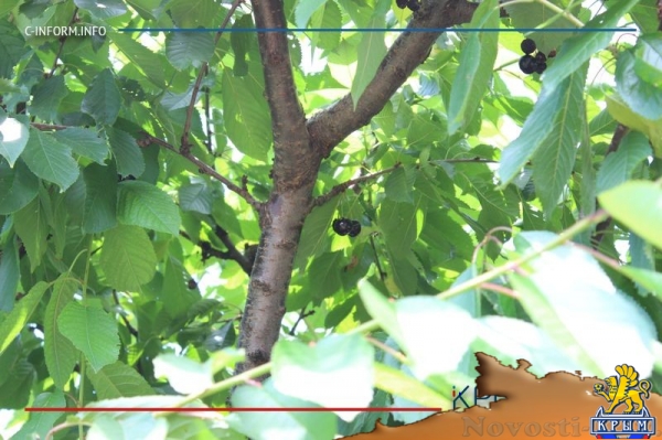 Что нам дождик проливной: как погода повлияла на урожай фруктов в Крыму - «Культура Крыма»