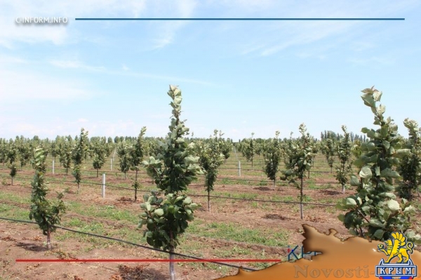 Что нам дождик проливной: как погода повлияла на урожай фруктов в Крыму - «Культура Крыма»