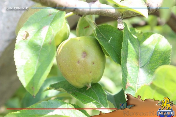 Что нам дождик проливной: как погода повлияла на урожай фруктов в Крыму - «Культура Крыма»