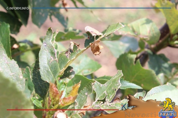 Что нам дождик проливной: как погода повлияла на урожай фруктов в Крыму - «Культура Крыма»