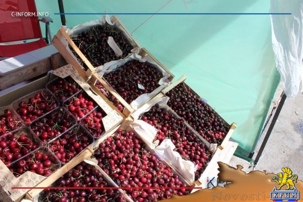 Что нам дождик проливной: как погода повлияла на урожай фруктов в Крыму - «Культура Крыма»