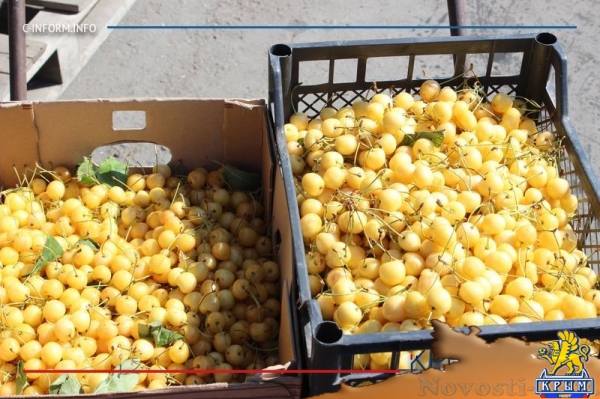 Что нам дождик проливной: как погода повлияла на урожай фруктов в Крыму - «Культура Крыма»