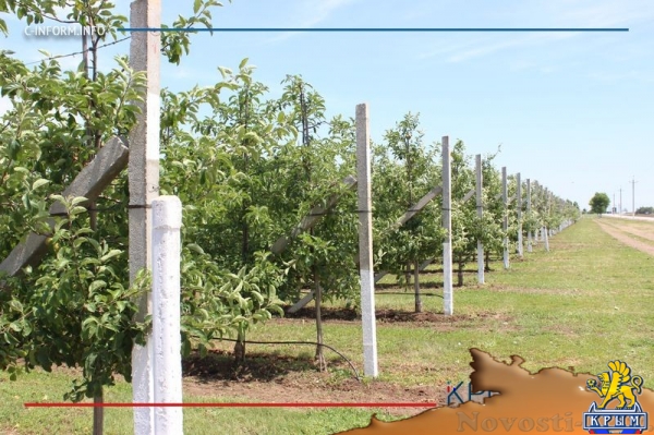 Что нам дождик проливной: как погода повлияла на урожай фруктов в Крыму - «70 лет Победы»