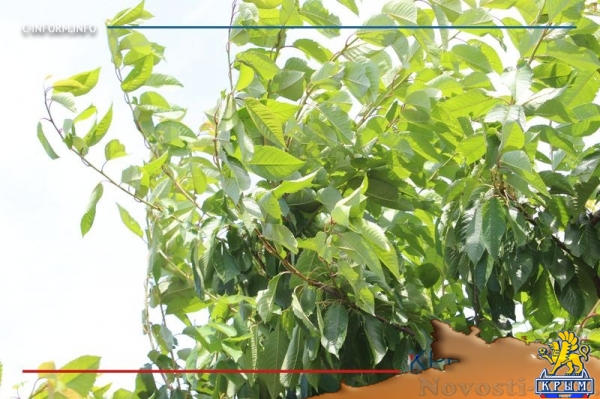 Что нам дождик проливной: как погода повлияла на урожай фруктов в Крыму - «70 лет Победы»