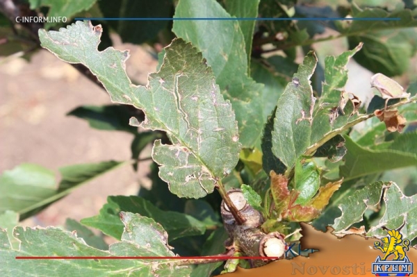 Что нам дождик проливной: как погода повлияла на урожай фруктов в Крыму - «70 лет Победы»