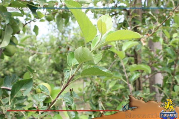 Что нам дождик проливной: как погода повлияла на урожай фруктов в Крыму - «70 лет Победы»