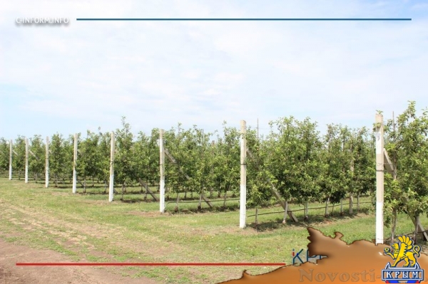 Что нам дождик проливной: как погода повлияла на урожай фруктов в Крыму - «70 лет Победы»