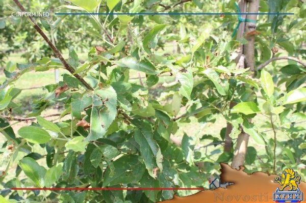 Что нам дождик проливной: как погода повлияла на урожай фруктов в Крыму - «70 лет Победы»