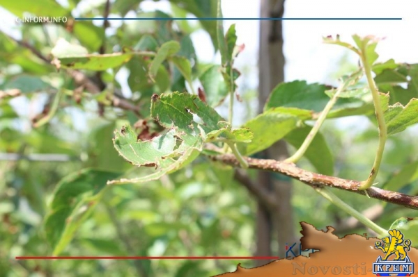 Что нам дождик проливной: как погода повлияла на урожай фруктов в Крыму - «70 лет Победы»