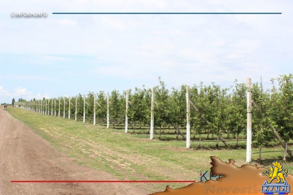 Что нам дождик проливной: как погода повлияла на урожай фруктов в Крыму - «70 лет Победы»