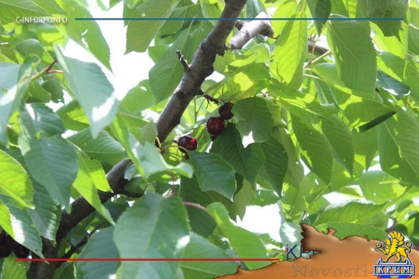 Что нам дождик проливной: как погода повлияла на урожай фруктов в Крыму - «70 лет Победы»