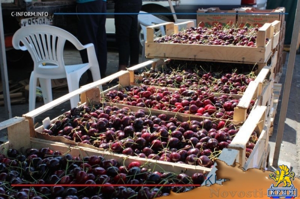 Что нам дождик проливной: как погода повлияла на урожай фруктов в Крыму - «70 лет Победы»