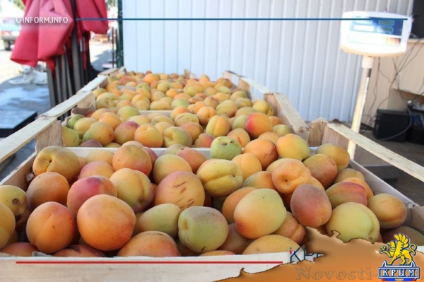 Что нам дождик проливной: как погода повлияла на урожай фруктов в Крыму - «70 лет Победы»