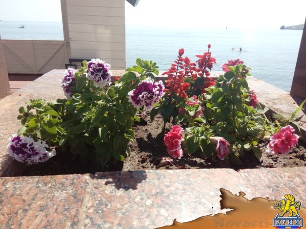 Власти Феодосии не имеют претензий к арендатору высмеянного в интернете пляжа (ФОТО) - «Политика Крыма»