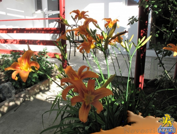 Отдых в Приморском. В 5 минутах от моря сдаются номера с удобствами в гостевом доме пгт.Приморский (Феодосия). Отдых в Крыму 2017 - жильё в Крыму без посредников - «Отдых в Приморском»