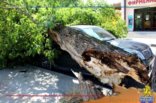 Упавшее в районе симферопольского хлебозавода дерево раздавило внедорожник (ФОТО) - «Общество Крыма»