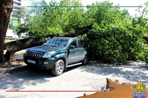 Упавшее в районе симферопольского хлебозавода дерево раздавило внедорожник (ФОТО) - «Общество Крыма»