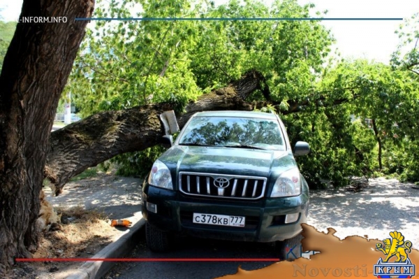 Упавшее в районе симферопольского хлебозавода дерево раздавило внедорожник (ФОТО) - «Общество Крыма»
