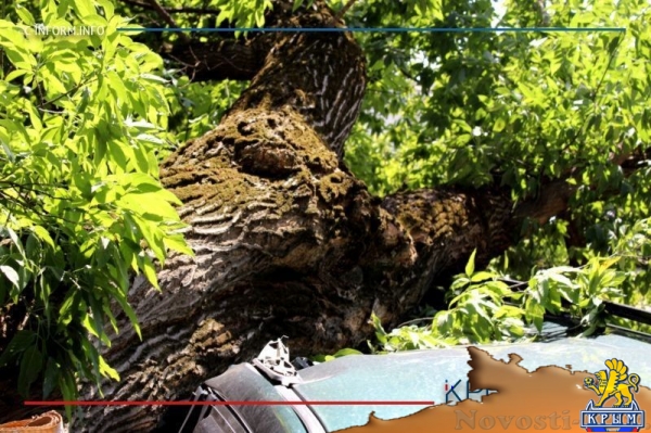 Упавшее в районе симферопольского хлебозавода дерево раздавило внедорожник (ФОТО) - «Общество Крыма»