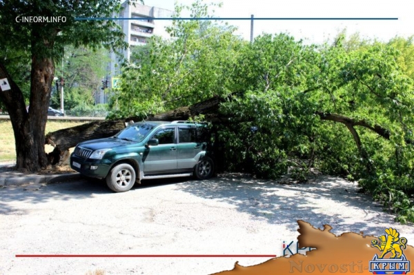 Упавшее в районе симферопольского хлебозавода дерево раздавило внедорожник (ФОТО) - «Общество Крыма»