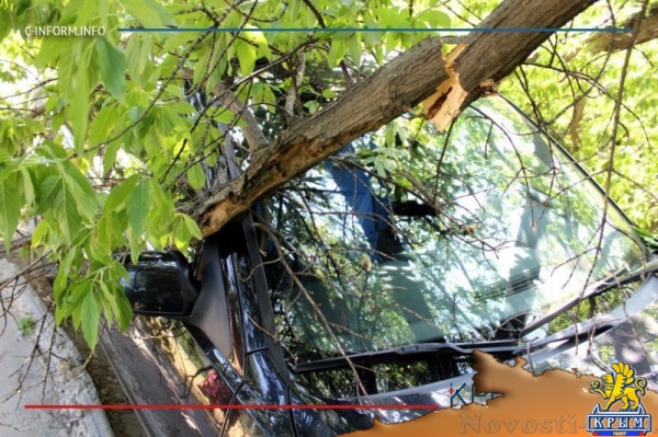 Упавшее в районе симферопольского хлебозавода дерево раздавило внедорожник (ФОТО) - «Общество Крыма»
