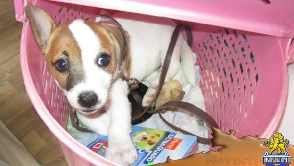 Украинские туристы пытаются везти с собой домашних животных в Крым – Россельхознадзор (ФОТО) - «Экономика Крыма»