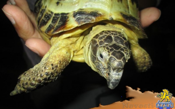 Украинские туристы пытаются везти с собой домашних животных в Крым – Россельхознадзор (ФОТО) - «Экономика Крыма»