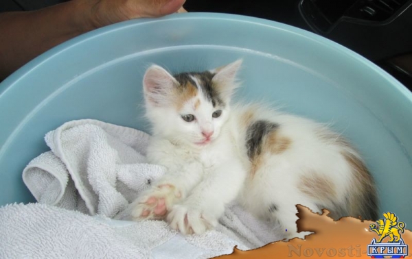 Украинские туристы пытаются везти с собой домашних животных в Крым – Россельхознадзор (ФОТО) - «Экономика Крыма»