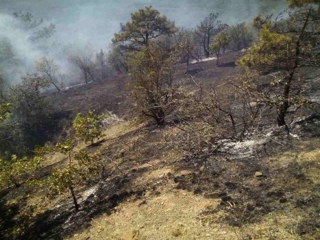 Крымские огнеборцы отстояли хвойный лес от огня в пгт. Щебетовка - «МЧС»