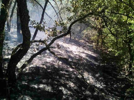 Крымские огнеборцы отстояли хвойный лес от огня в пгт. Щебетовка - «МЧС»