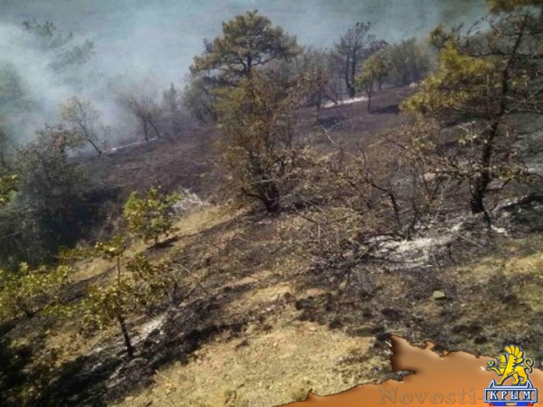 Сотрудники МЧС предотвратили распространение крупного пожара на лес в районе Коктебеля (ФОТО) - «Общество Крыма»