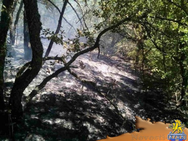 Сотрудники МЧС предотвратили распространение крупного пожара на лес в районе Коктебеля (ФОТО) - «Общество Крыма»