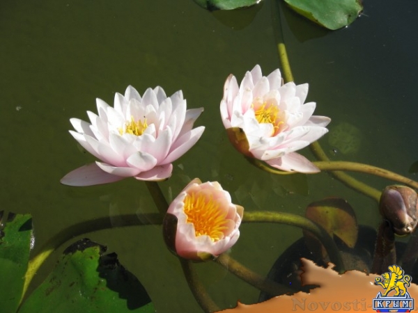 Отдых в Фиоленте. Усадьба ПЕНАТЫ Фиолент Севастополь Отдых в Крыму 2017 - жильё в Крыму без посредников - «Отдых в Крыму» Отдых в Фиоленте. Усадьба ПЕНАТЫ Фиолент Севастополь Отдых в Крыму 2017 - жильё в Крыму без посредников - «Отдых в Крыму»