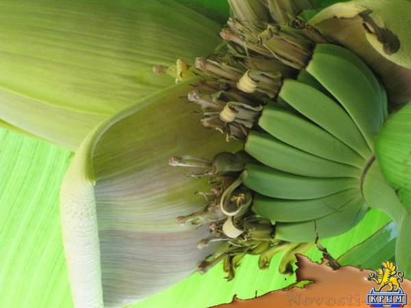 Отдых в Фиоленте. Усадьба ПЕНАТЫ Фиолент Севастополь Отдых в Крыму 2017 - жильё в Крыму без посредников - «Отдых в Крыму» Отдых в Фиоленте. Усадьба ПЕНАТЫ Фиолент Севастополь Отдых в Крыму 2017 - жильё в Крыму без посредников - «Отдых в Крыму»