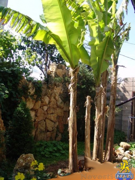 Отдых в Фиоленте. Усадьба ПЕНАТЫ Фиолент Севастополь Отдых в Крыму 2017 - жильё в Крыму без посредников - «Отдых в Крыму» Отдых в Фиоленте. Усадьба ПЕНАТЫ Фиолент Севастополь Отдых в Крыму 2017 - жильё в Крыму без посредников - «Отдых в Крыму»