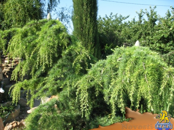 Отдых в Фиоленте. Усадьба ПЕНАТЫ Фиолент Севастополь Отдых в Крыму 2017 - жильё в Крыму без посредников - «Отдых в Крыму» Отдых в Фиоленте. Усадьба ПЕНАТЫ Фиолент Севастополь Отдых в Крыму 2017 - жильё в Крыму без посредников - «Отдых в Крыму»