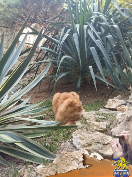 Отдых в Фиоленте. Усадьба ПЕНАТЫ Фиолент Севастополь Отдых в Крыму 2017 - жильё в Крыму без посредников - «Отдых в Крыму» Отдых в Фиоленте. Усадьба ПЕНАТЫ Фиолент Севастополь Отдых в Крыму 2017 - жильё в Крыму без посредников - «Отдых в Крыму»