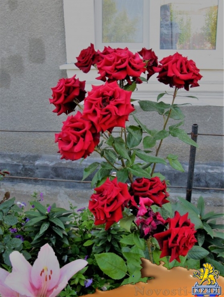 Отдых в Приморском. Частный дом с 3 отдельными комнатами в пгт Приморский Отдых в Крыму 2017 - жильё в Крыму без посредников - «Отдых в Приморском»