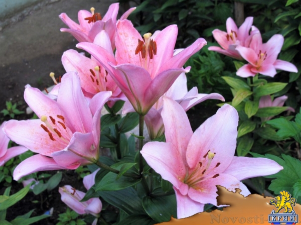 Отдых в Приморском. Частный дом с 3 отдельными комнатами в пгт Приморский Отдых в Крыму 2017 - жильё в Крыму без посредников - «Отдых в Приморском»