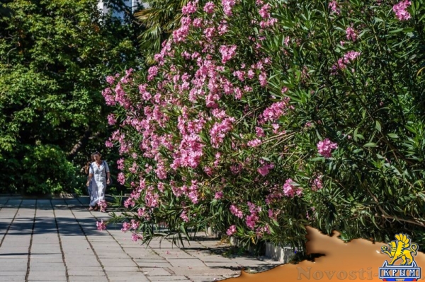 Более 50 сортов олеандра распустились в Никитском ботаническом саду (ФОТО) - «Культура Крыма»