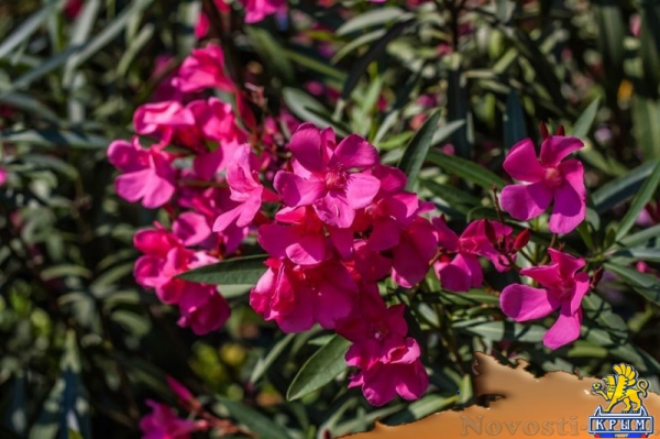 Более 50 сортов олеандра распустились в Никитском ботаническом саду (ФОТО) - «Культура Крыма»