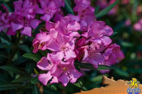 Более 50 сортов олеандра распустились в Никитском ботаническом саду (ФОТО) - «Культура Крыма»