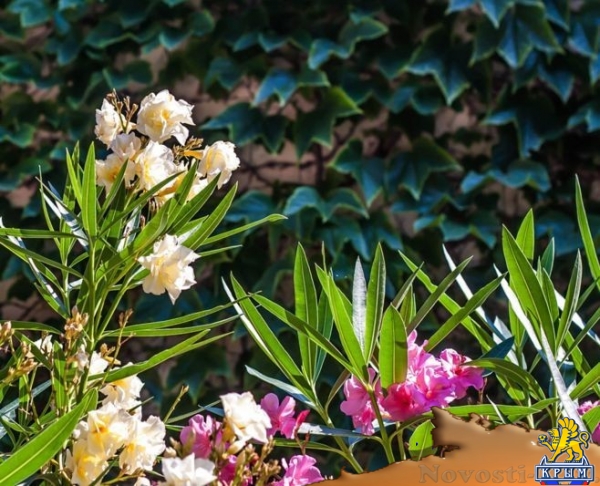 Более 50 сортов олеандра распустились в Никитском ботаническом саду (ФОТО) - «Культура Крыма»