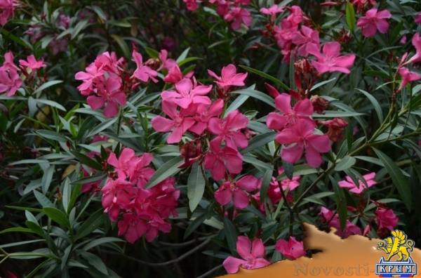 Более 50 сортов олеандра распустились в Никитском ботаническом саду (ФОТО) - «Культура Крыма»