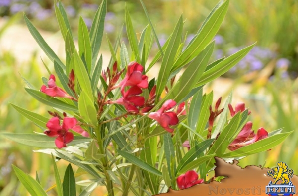 Более 50 сортов олеандра распустились в Никитском ботаническом саду (ФОТО) - «Культура Крыма»