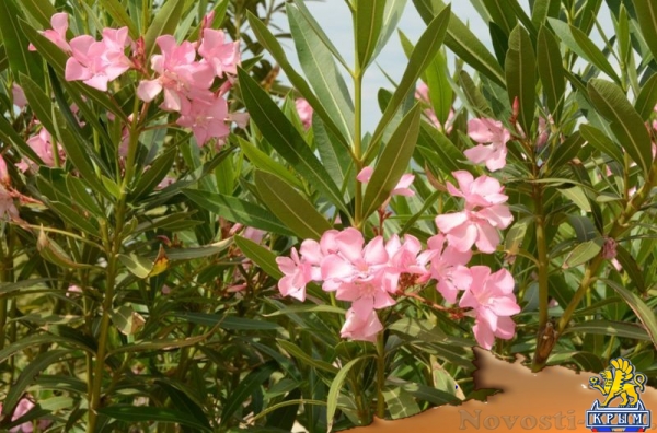 Более 50 сортов олеандра распустились в Никитском ботаническом саду (ФОТО) - «Культура Крыма»