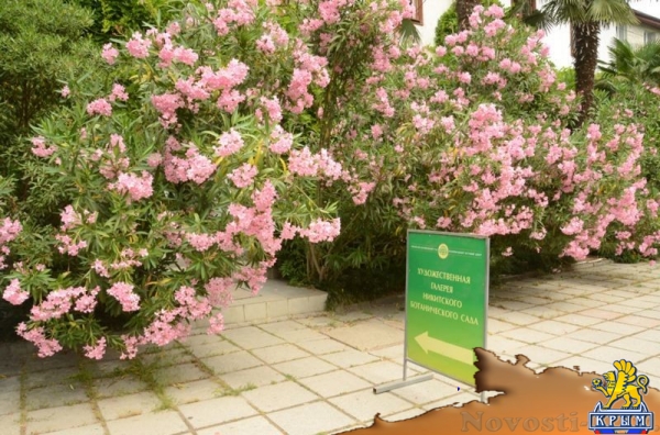 Более 50 сортов олеандра распустились в Никитском ботаническом саду (ФОТО) - «Культура Крыма»