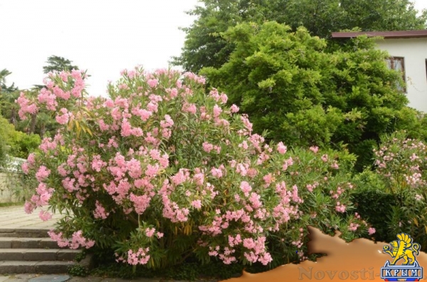 Более 50 сортов олеандра распустились в Никитском ботаническом саду (ФОТО) - «Культура Крыма»