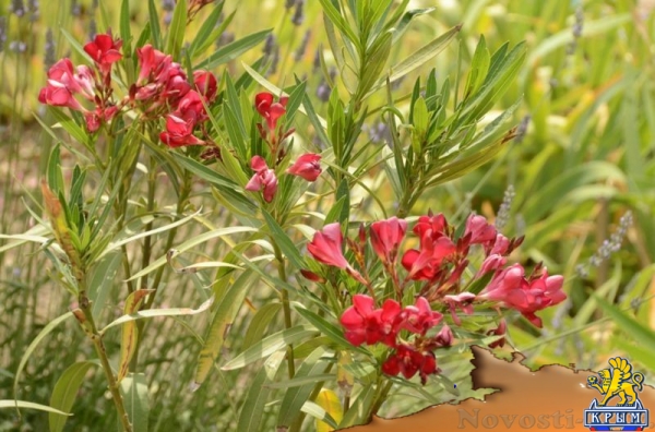 Более 50 сортов олеандра распустились в Никитском ботаническом саду (ФОТО) - «Культура Крыма»